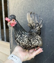 12++ Puerto Rico Imported Kiki Riki Hatching Eggs