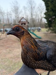 8 + Mug, Pumpkin, Blue, Black, RQ cross chicken hatching eggs