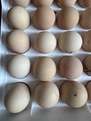 Silver Laced Whyndotte Hatching Eggs 12+2 Eggs