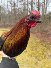 8 + Mug, Pumpkin, Blue, Black, RQ cross chicken hatching eggs