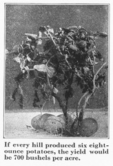 IH International More and Better Potatoes to the Acre Brochure