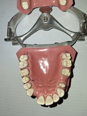 Vintage Columbia Dental Dentoform Typodont 1361 1362