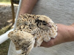 60+ Fertile Jumbo Multi Color Coturnix Quail Hatching Eggs