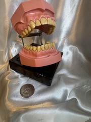 Nissin G.O.F.A. Typodont Natural Study Model D-2501 for Dentistry Lab
