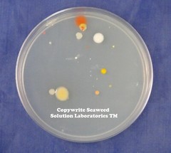 Nutrient Agar 23grams (Dehydrated)- Yields 1 Liter (40-50, 100mm plates)