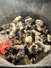 18 Rainbow Hatching Eggs Marans Olive Dark Fibro Bloom NPIP *read description*