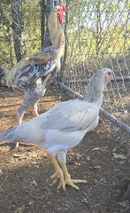 12+ Extremely Rare BLUE Real Indio Gigante Hatching Eggs RRA (((GUARANTEE)))