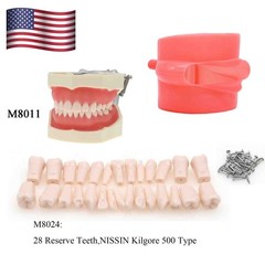 Kilgore Nissin 200/500 Dental Typodont Model With Removable Teeth Mounting Pole