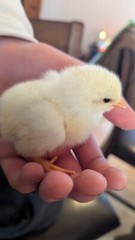 One Dozen (12) Barnyard Mix Fresh Fertile Hatching Eggs NON GMO Feed FREE RANGE