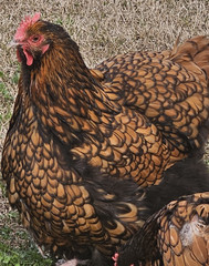 8+ English Gold Laced Orpington Hatching Eggs