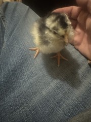 10 Giant Chicks Hatching Eggs- Indio Gigante X Dual Purpose Prolific Egg Layers
