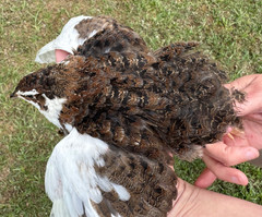 15+ RARE COLORS Coturnix Quail Hatching Eggs NPIP AI Free