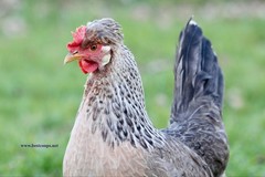 12+ Fertile Homozygous Cream Legbar Chicken Hatching Eggs
