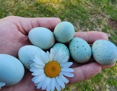 10 *TRUE BLUE* CELADON QUAIL Hatching Eggs COLORFUL MIX