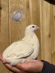 10+ JUMBOS RARE COLORS Coturnix Quail Hatching eggs – mixed variety