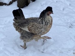 12 Fresh and Fertilized Barnyard Mix Rainbow Assortment Chicken Hatching Eggs!