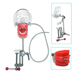 Simple Head Model Dental Simulator Phantom Manikin with Teeth for Dentist Teach
