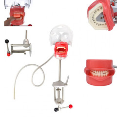 Simple Head Model Dental Simulator Phantom Manikin with Teeth for Dentist Teach