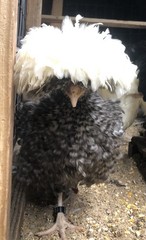 Several Varieties Polish Frizzle Hatching Eggs 15+NPIP