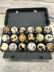 36 Jumbo Coturnix Quail Fertile Hatching Eggs, NPIP Certified Game Farm