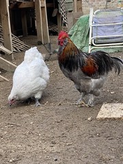 12+ Mix Chicken Hatching Eggs Ameraucans Orpingtons Wyandotte Maran Giant Cochin