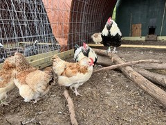 6+ LF Salmon Faverolle Hatching Chicken Eggs