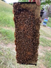 Live Caucasian Honey Bee Queen 50% * Mated, Marked & Laying * Ships 7-6-2026