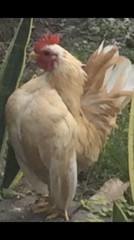 6 + 3 SQ Fresh Serama Hatching Eggs Splash Blue Black Chocolate Mottled! NPIP