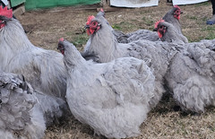 8+ English Lavender Orpington Hatching Eggs
