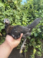 2 1/2 Month Quail Size , Ruble Hatch X Black Hatch