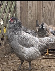 12 BYM Chicken Hatching Eggs Ameraucana Orpington Wyandotte Maran Cochin Brahma
