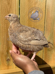 10+ JUMBOS RARE COLORS Coturnix Quail Hatching eggs – mixed variety