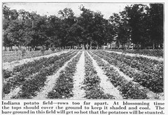 IH International More and Better Potatoes to the Acre Brochure