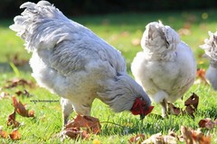 6+ Lavender Brahma Fertile Chicken Hatching Eggs Gentle Large Breed