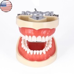 Kilgore Nissin 200 Type Dental 32pc Typodont Model Removable Teeth Mounting Pole