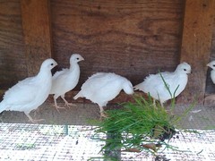 Snow White Bobwhite Quail eggs Fertility verified 20+ Very Nice Specimens