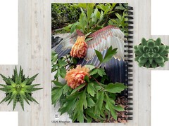 Blank Journal 5.5 × 8.5 Inches, Garden Angel – Peonies, Spiral Bound, 140 Pages