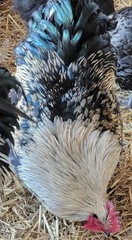 6 English Orpington Hatching Eggs Rare & Unusual Colors*new Pics *