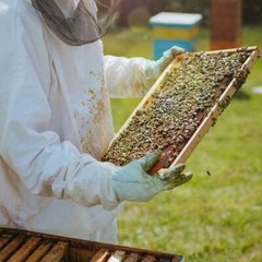 Bee Beekeeper Gloves Protective Gloves Beekeeping Supplies Long Sleeves USA