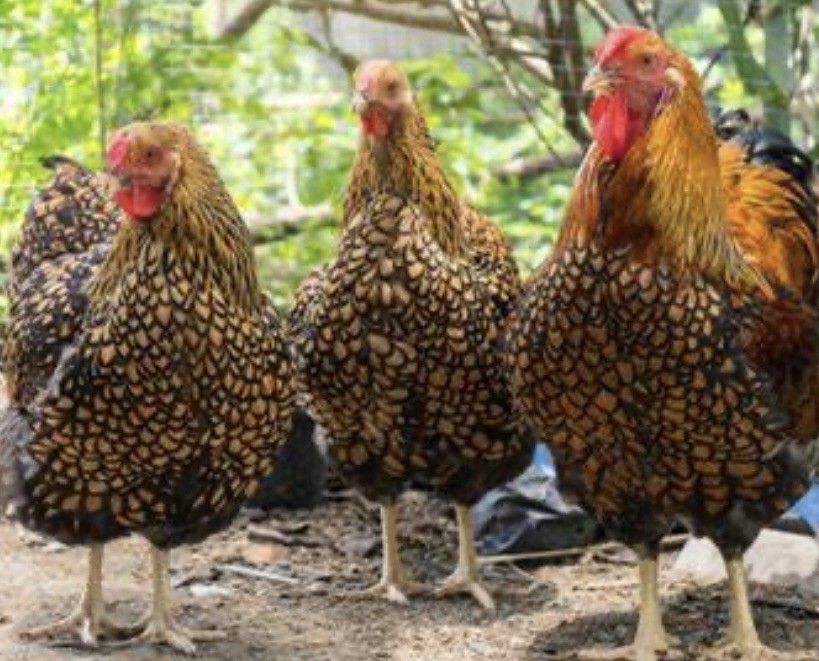 10 PUREBRED: 2 Ayam Cemani, 2 Silver/gold Laced &6 more breed eggs.