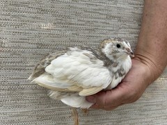 60++ Fertile Jumbo Multi Color Coturnix Quail Hatching Eggs