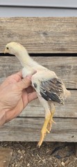 12+ Extremely Rare BLUE Real Indio Gigante Hatching Eggs RRA (((GUARANTEE)))