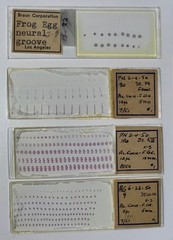 Embryology Microscope Slide Set 25 – aquatic, amphibian, chick, and mammal