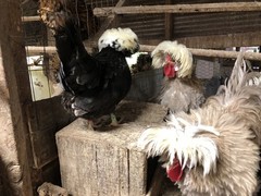 Several Varieties Polish Frizzle Hatching Eggs 15+NPIP