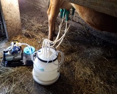 ULTIMATE EZ™ MILKER