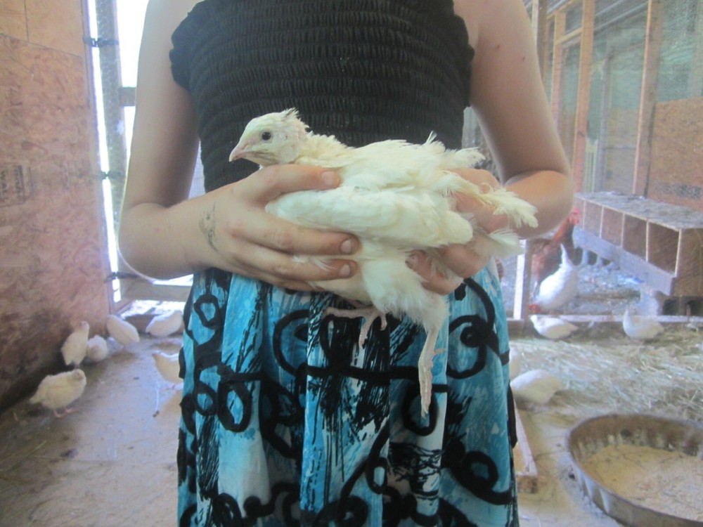55 + Jumbo WhiteX Texas A&M Coturnix Quail Hatching Eggs