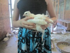 55 + Jumbo WhiteX Texas A&M Coturnix Quail Hatching Eggs