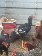 12 Hatching Eggs Giant Chicks Hybrid – Indio Gigante Dual Purpose Egg Layers