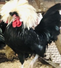Several Varieties Polish Frizzle Hatching Eggs 15+NPIP